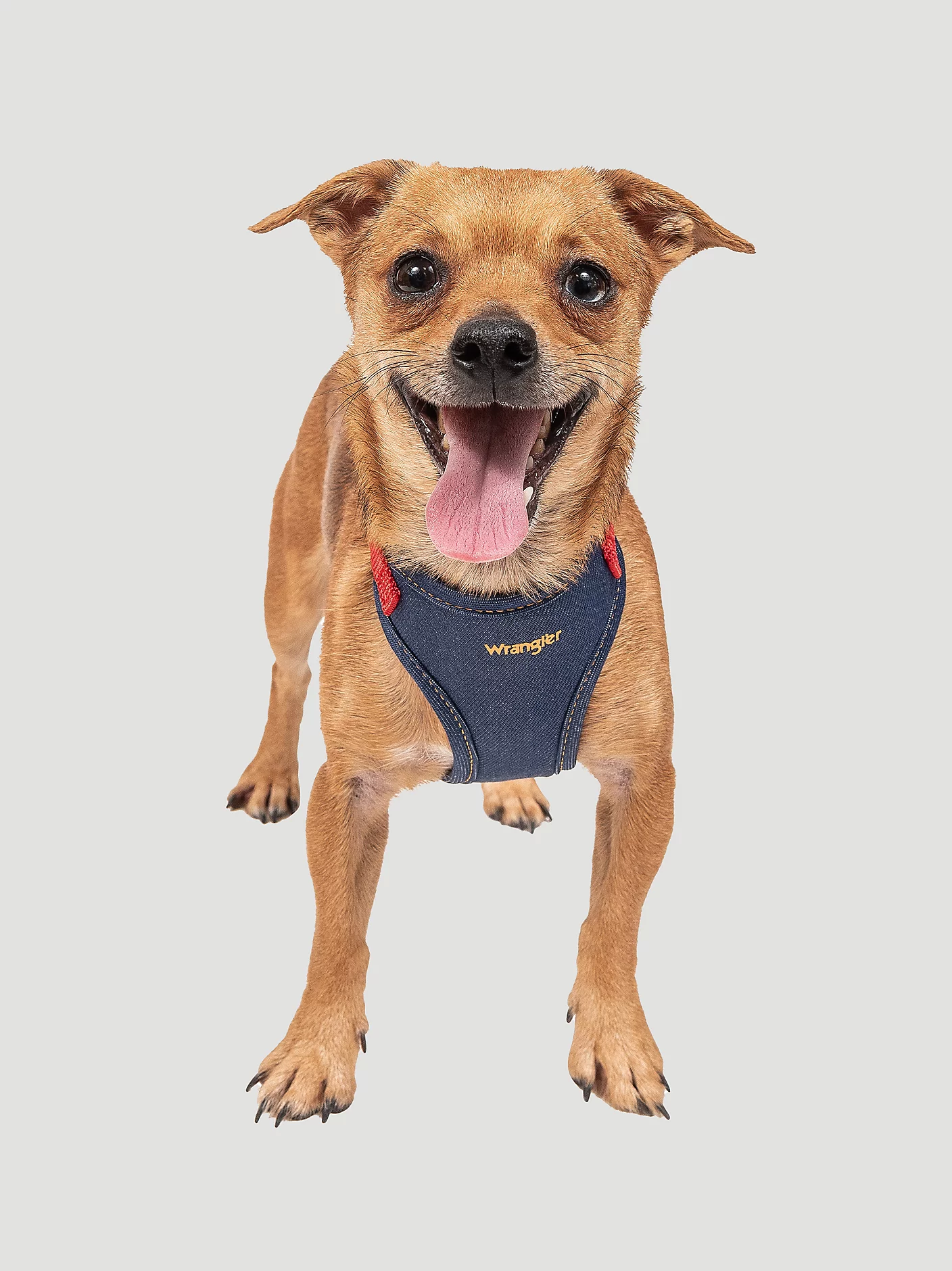 Denim Comfort Dog Harness